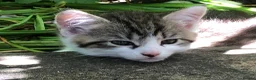 Mixed Breed cats for sale: Little darlings looking for loving homes - Advert 1