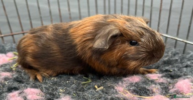 Guinea Pig rodents - Advert 5