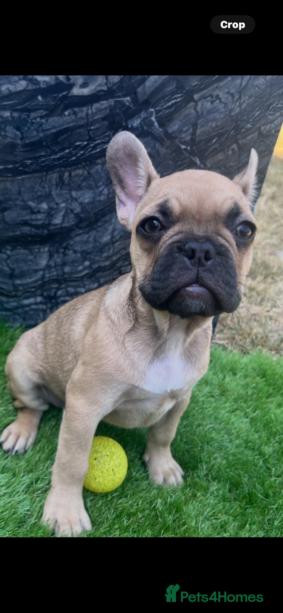 French Bulldog dogs for sale: French bulldog puppys  - Advert 8