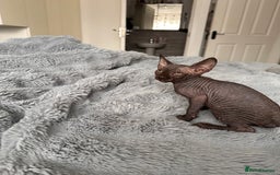 Sphynx cats for sale: Four 😍 SPHYNX kittens  - Image 2