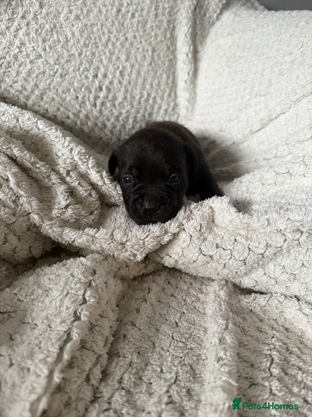 Staffordshire Bull Terrier dogs for sale: Six blue and black Staffordshire bull terriers  - Advert 5