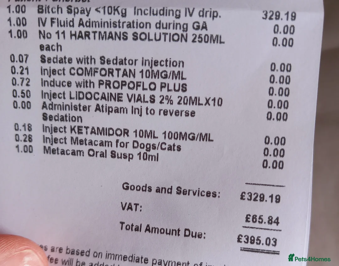 Jack Russell dogs for sale: Beautiful Spayed Jack Russell Girl - Advert 3