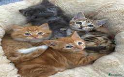 Mixed Breed cats for sale: LOVELY KITTENS  - Advert 12