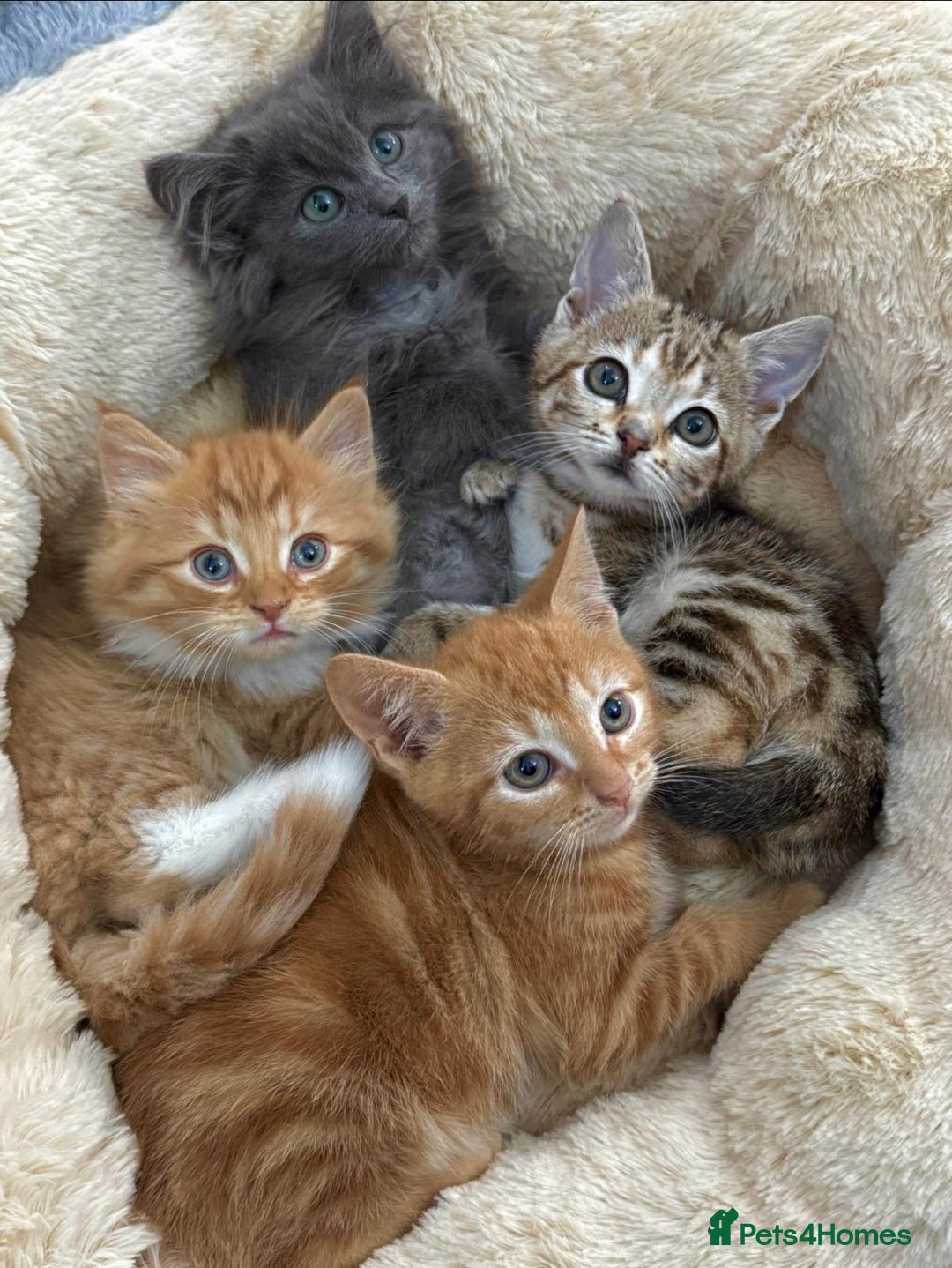 Mixed Breed cats for sale: LOVELY KITTENS  - Advert 12