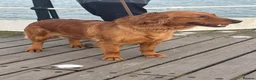 Golden Retriever dogs for sale: KC Dark Golden Retrievers 🧬 Health Tested Parents - Advert 7