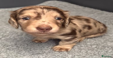 Miniature Dachshund dogs - Advert 2