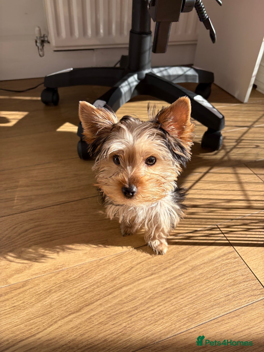 Yorkshire Terrier dogs for sale: Mini Yorkshire terrier puppy  - Image 10