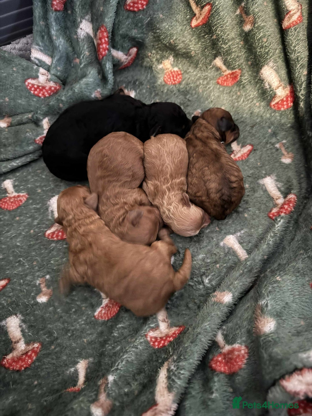 Doxiepoo dogs for sale: Stunning Doxipoo puppies  - Advert 3