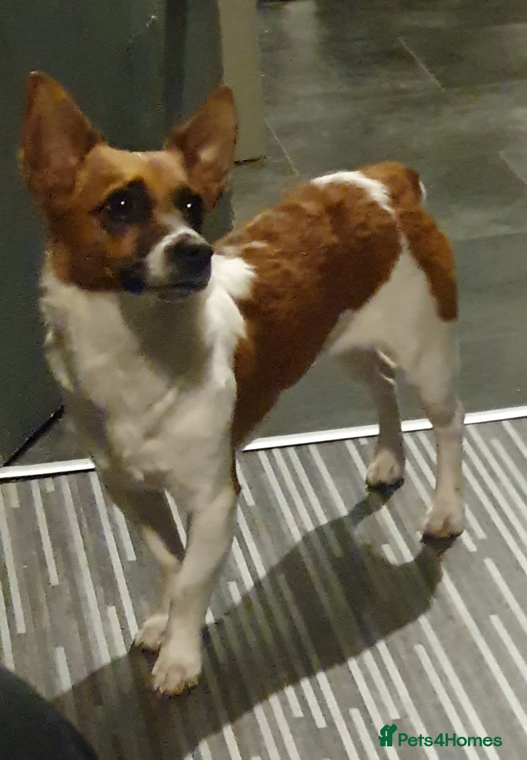 Jack Russell dogs for sale: Mini jack Russell girl needs new loving home - Advert 2