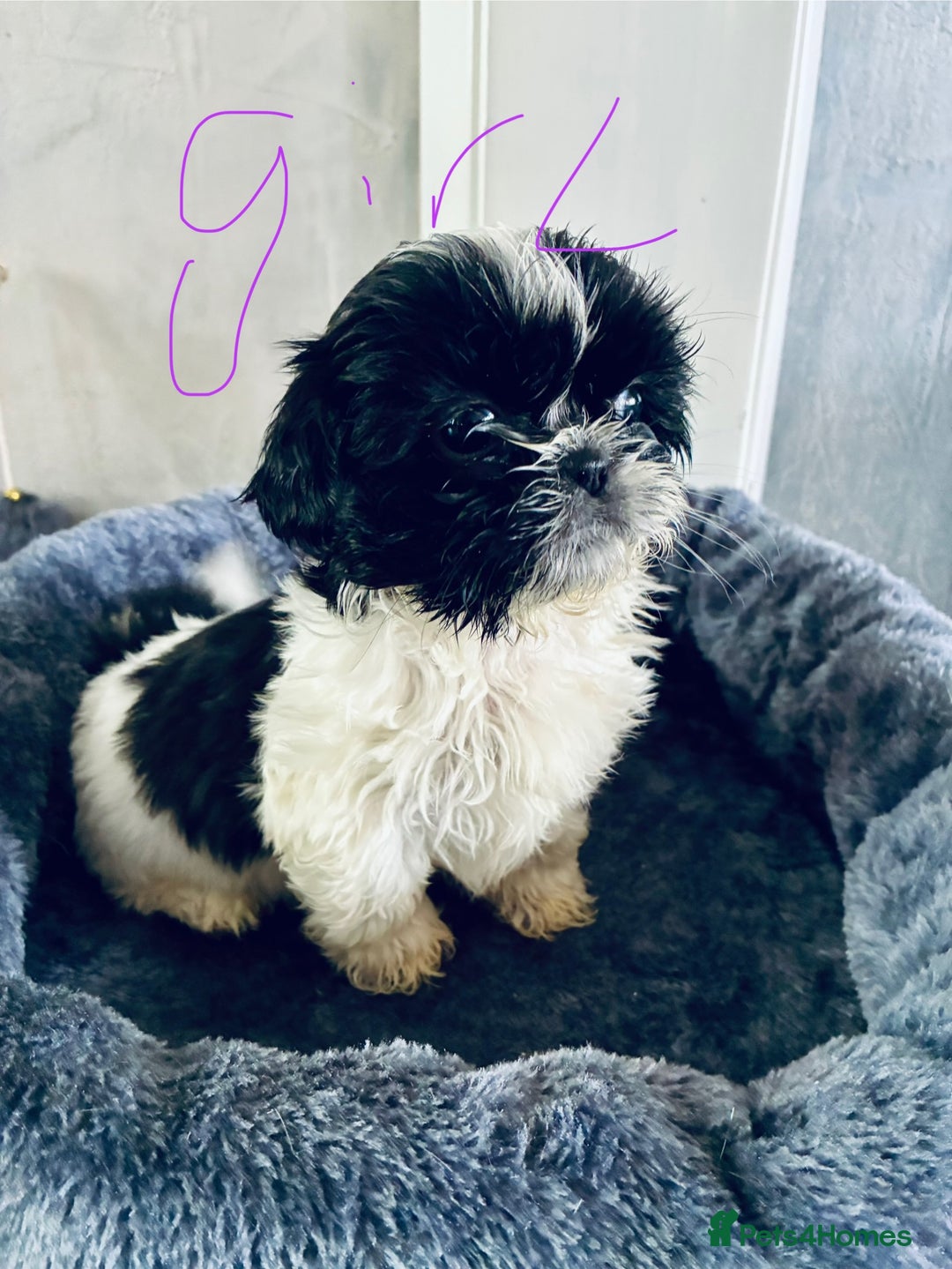 Shih Tzu dogs for sale: Shihtzu pups - Image 3