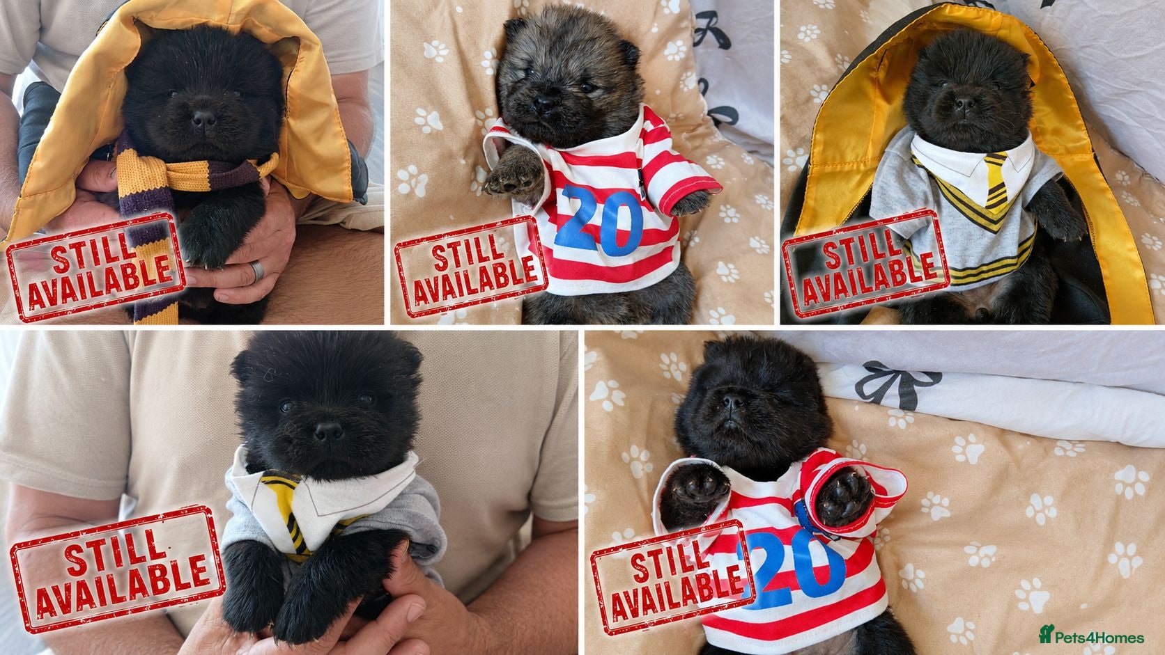 Chow Chow dogs 🐾 6 KC Registered Chow Chow Puppies 🐾 - Advert 3