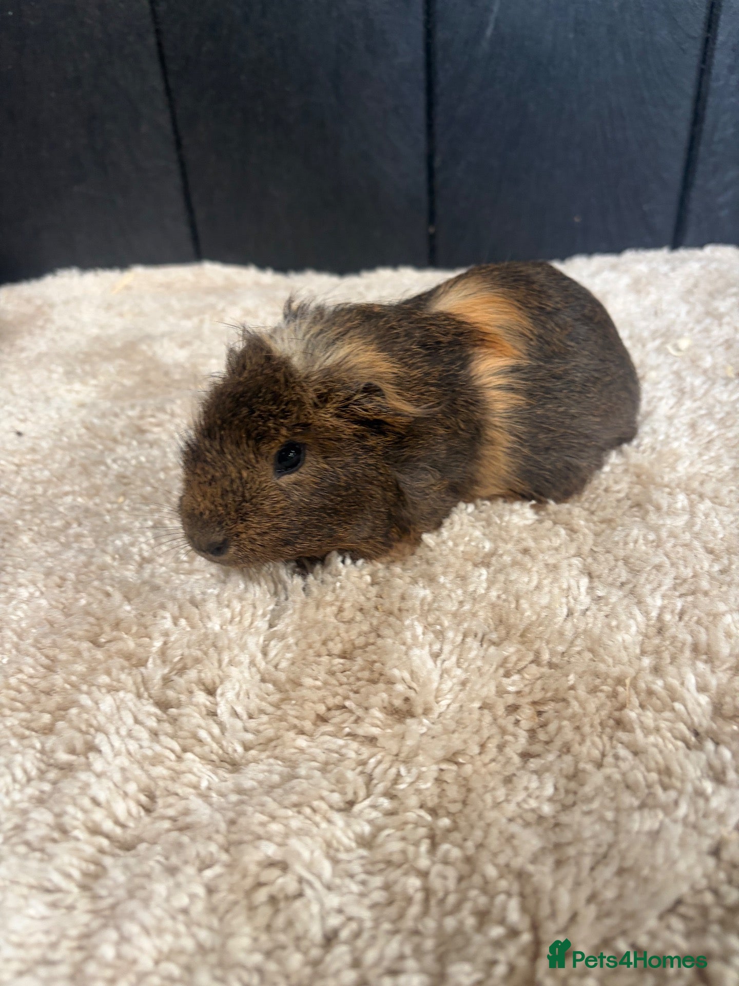Guinea Pig rodents Baby Guinea pigs - Advert 1