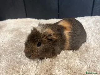 Guinea Pig rodents Baby Guinea pigs - Advert 1