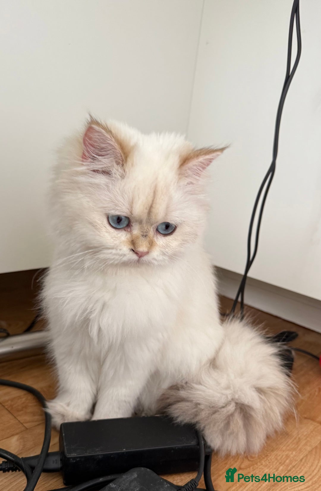 British Longhair cats for sale: British Longhair and Shorthair kittens for sale - Image 9