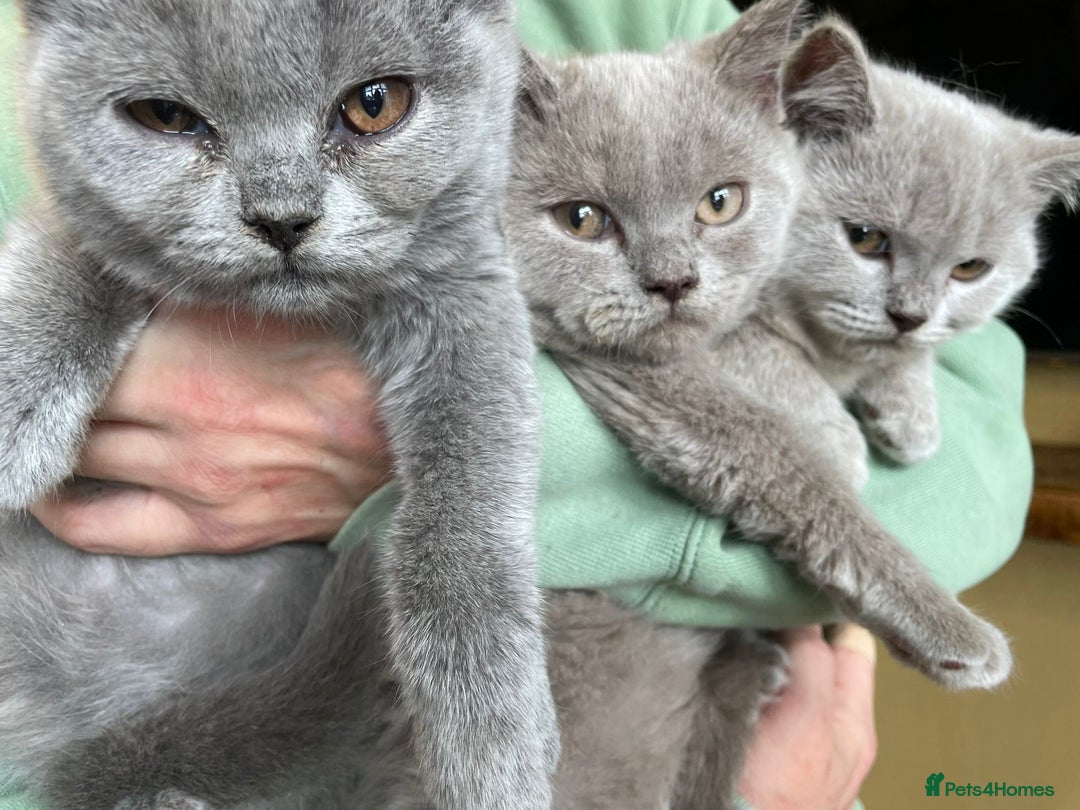 Scottish Fold cats for sale: Beautiful scotish fold straight ear kittens 🐱 ❤️ in Altrincham - Image 30