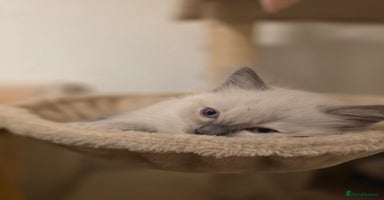 Ragdoll cats - Advert 2