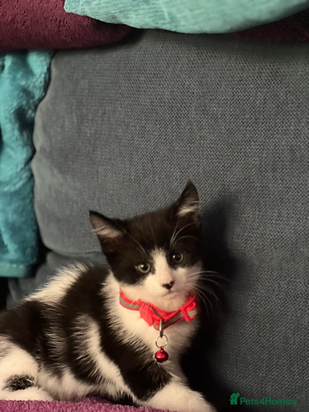 Mixed Breed cats for sale: Fabulous fun , fluffy and  happy kittens  - Image 13