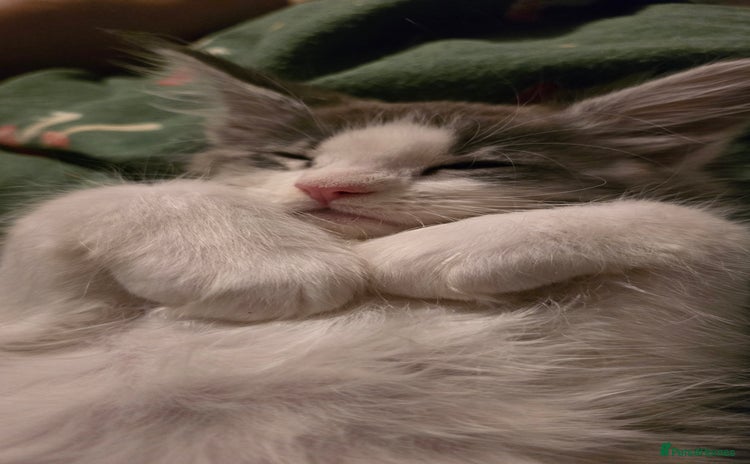 Maine Coon cats - Advert 15