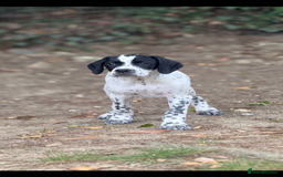 Pointer dogs for sale: "Well Bred" Pointer Puppies - Image 14