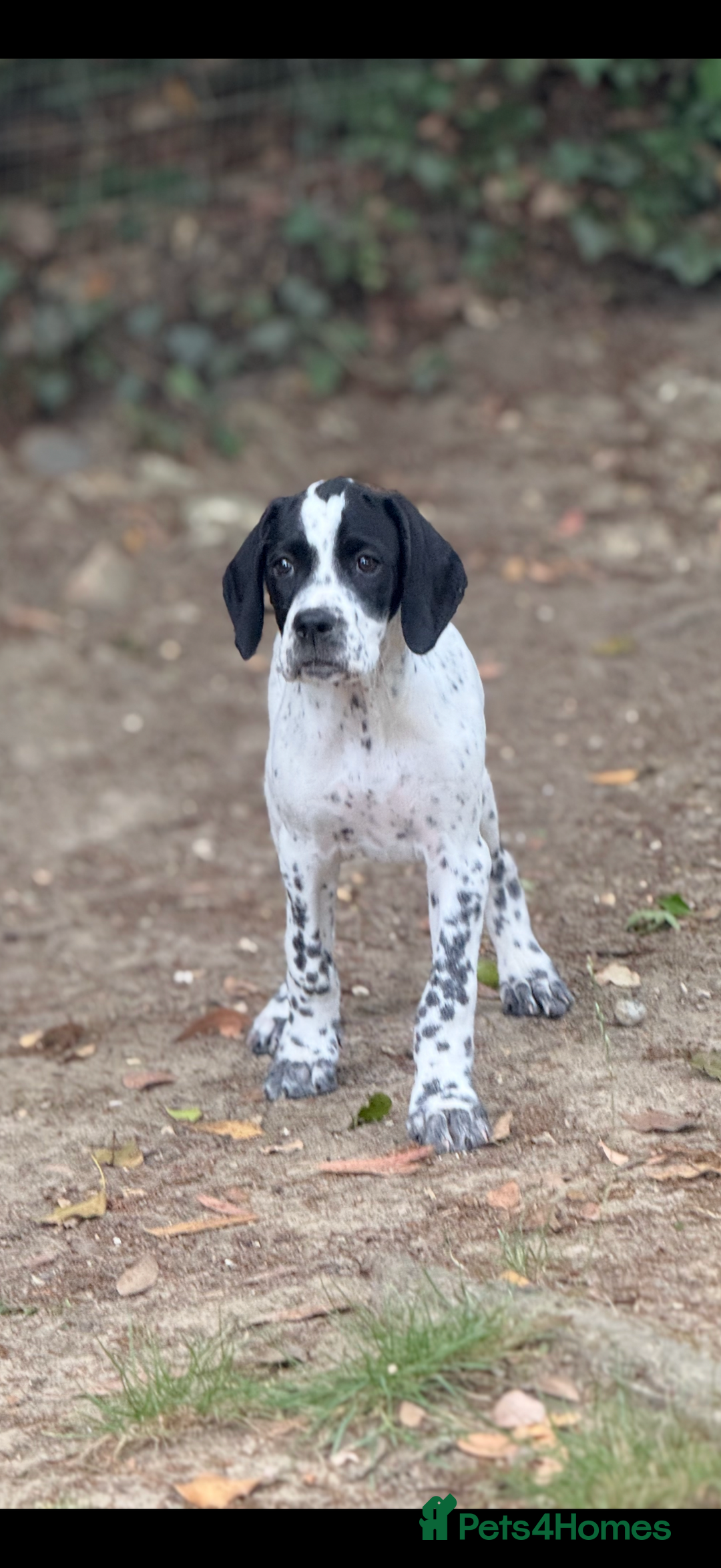 Pointer dogs for sale: "Well Bred" Pointer Puppies - Image 14