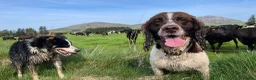 English Springer Spaniel dogs for sale: Dave. - Advert 6