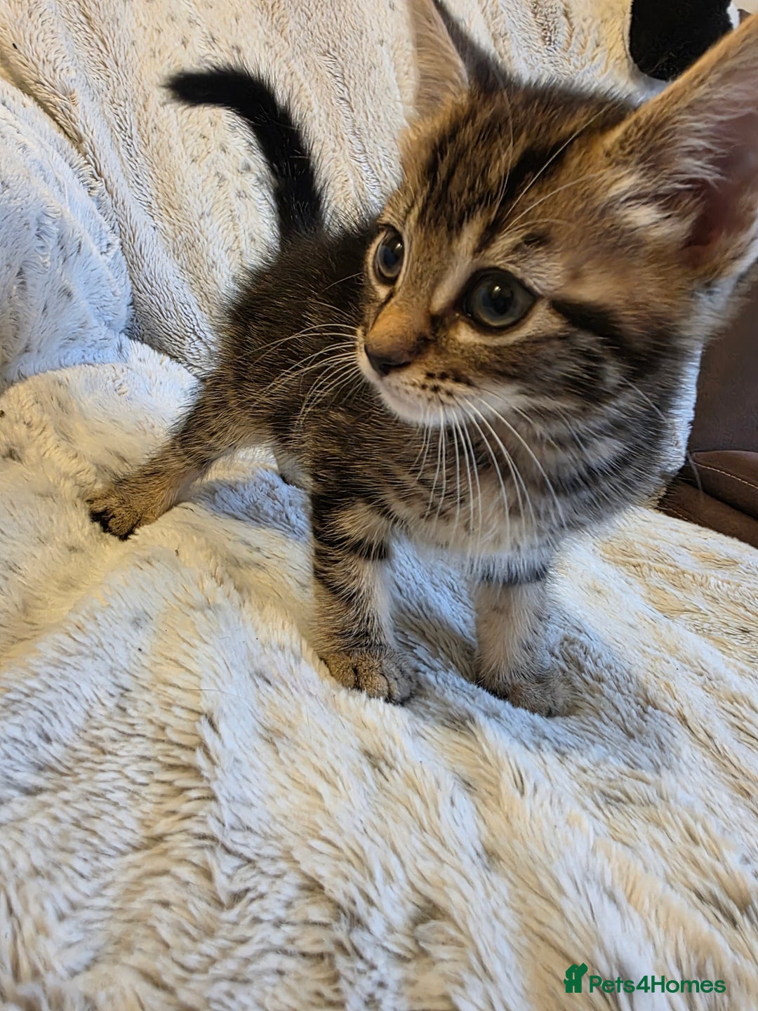 Mixed Breed cats for sale: 2 Male Stripy Kitten's - Advert 18