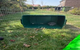 Mini Lop rabbits for sale: Baby rabbits for sale -mini lops - Image 9