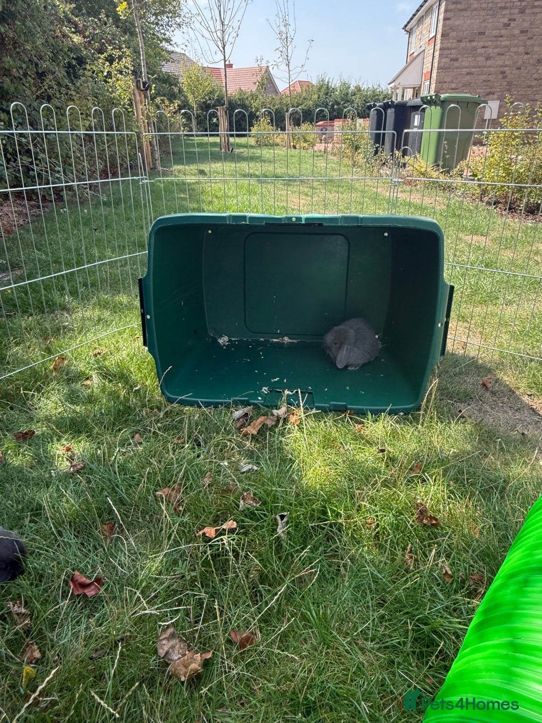 Mini Lop rabbits for sale: Baby rabbits for sale -mini lops - Image 9