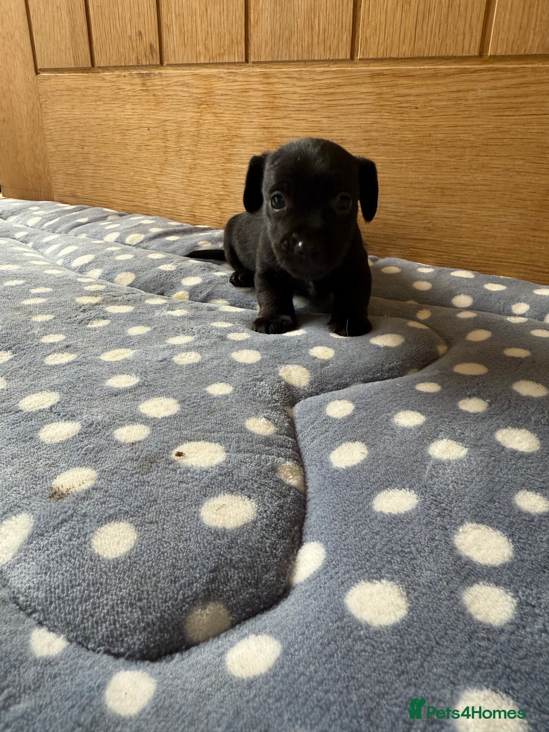 Jack Russell dogs for sale: Minature Jack Russell pups - Image 10