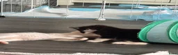 Mixed Breed cats for sale: 4 bouncy, happy kittens - Advert 21