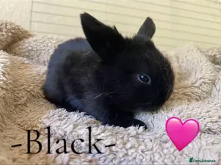 Mini Lop rabbits -Seven Gorgeous Mini Lops for Sale- - Advert 5