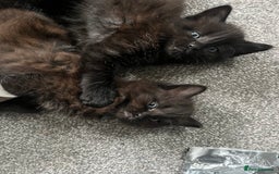 British Longhair cats for sale: 3 chocolate brown boys ready to leave  - Image 6