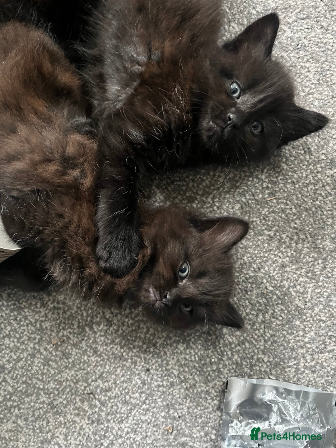 British Longhair cats for sale: 3 chocolate brown boys ready to leave  - Image 6