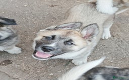 Mixed Breed dogs for sale: Akita  puppies for sale  - Image 17