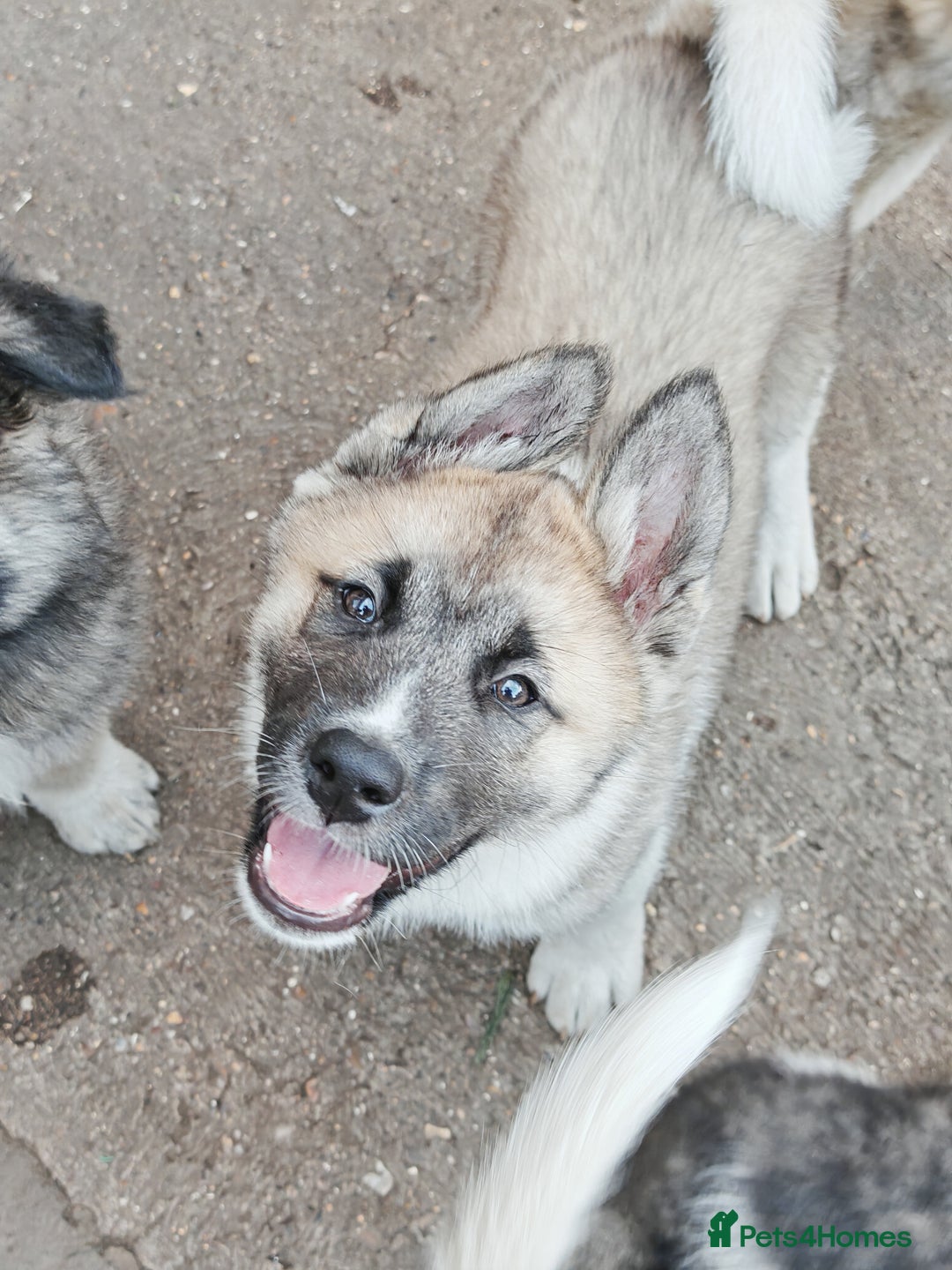 Mixed Breed dogs for sale: Akita  puppies for sale  - Image 17