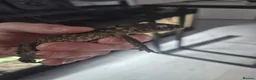 Gecko reptiles for sale: 1.1 Nephrurus asper – Rough Knob-Tailed Gecko | CB - Advert 4