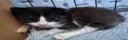 Mixed Breed cats for sale: 2 female mixed rag dolls  - Advert 12