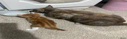 Domestic Shorthair cats for sale: Two stunning ginger kittens for sale.  in Basingstoke - Advert 9