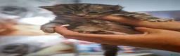 Maine Coon cats for sale: Gorgeous full breed Mainecoon kittens redy dec 1st - Advert 11