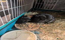 Guinea Pig rodents for sale: 3 male guinea pigs. Desperately need a new home!  - Image 2