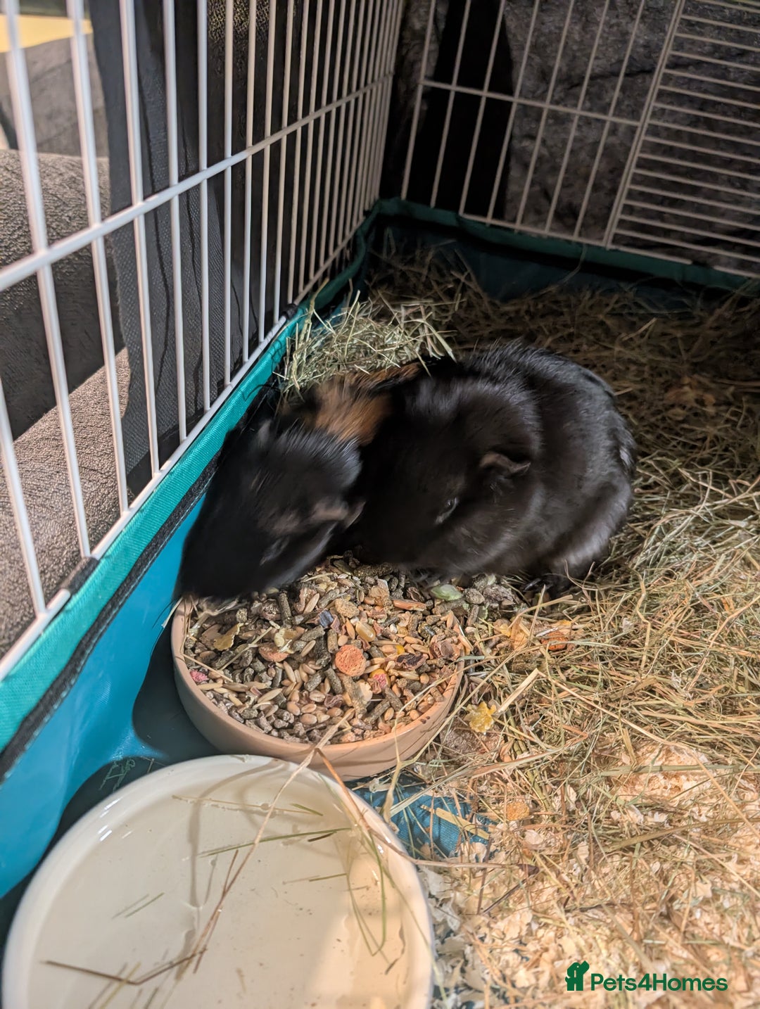 Guinea Pig rodents for sale: 3 male guinea pigs. Desperately need a new home!  - Image 2