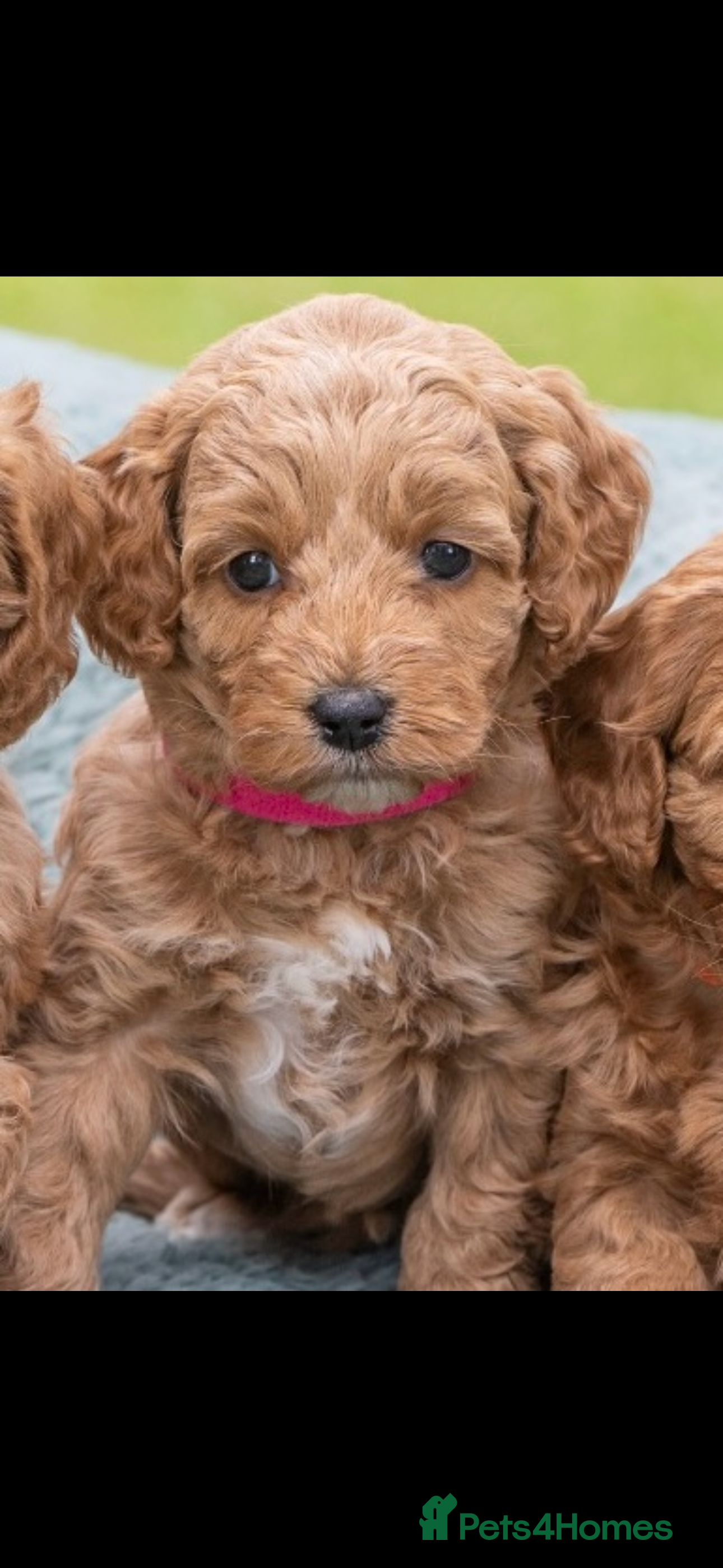 Australian Labradoodle dogs Australian Labradoodle puppies - Advert 2