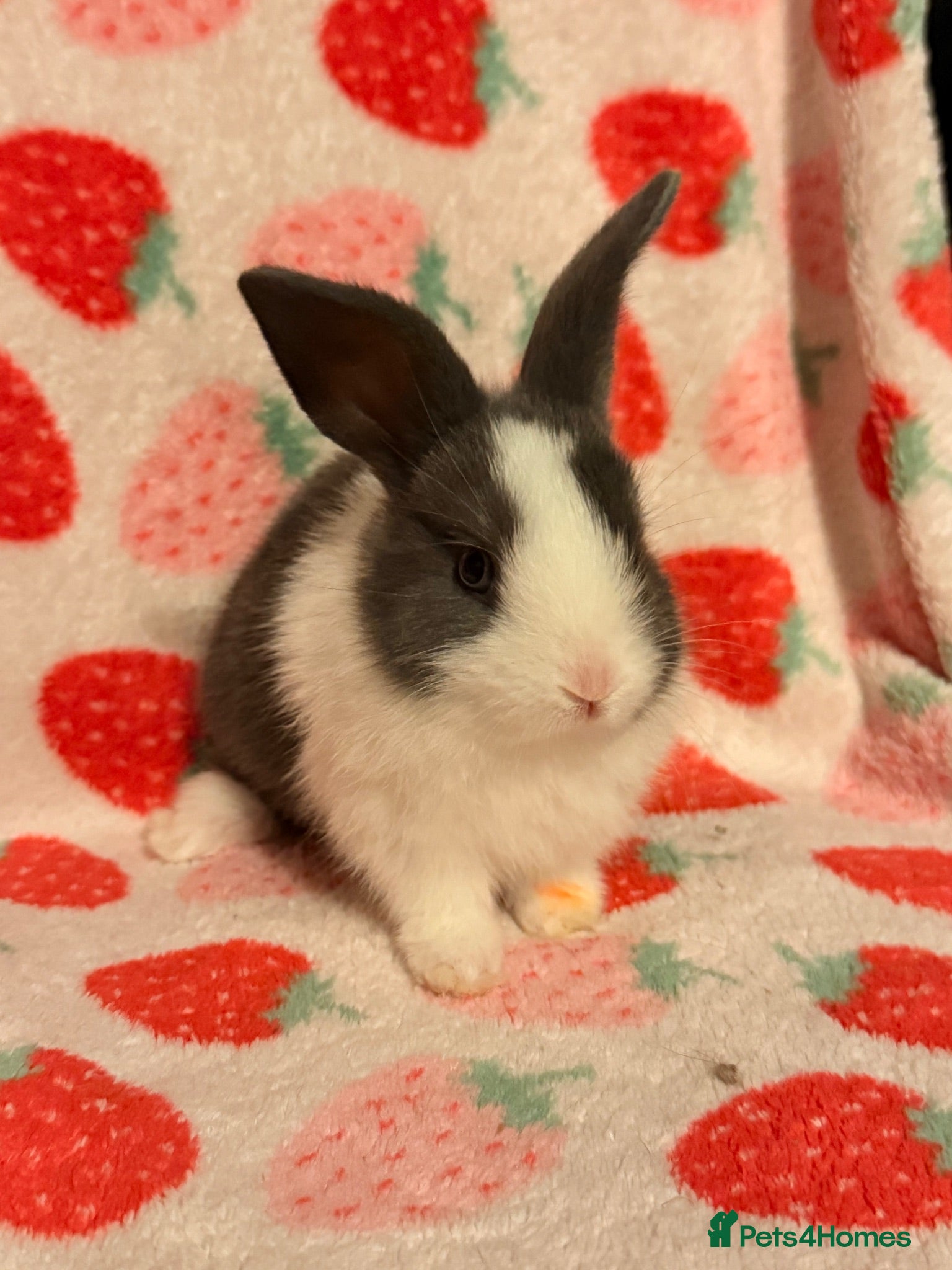 Dutch rabbits Dutch lops ready to reserve  - Advert 15