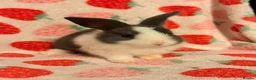 Dutch rabbits for sale: Dutch lops ready to reserve  - Advert 5