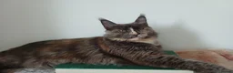 Maine Coon cats for sale: Pure breed Maine coon kittens - Advert 10