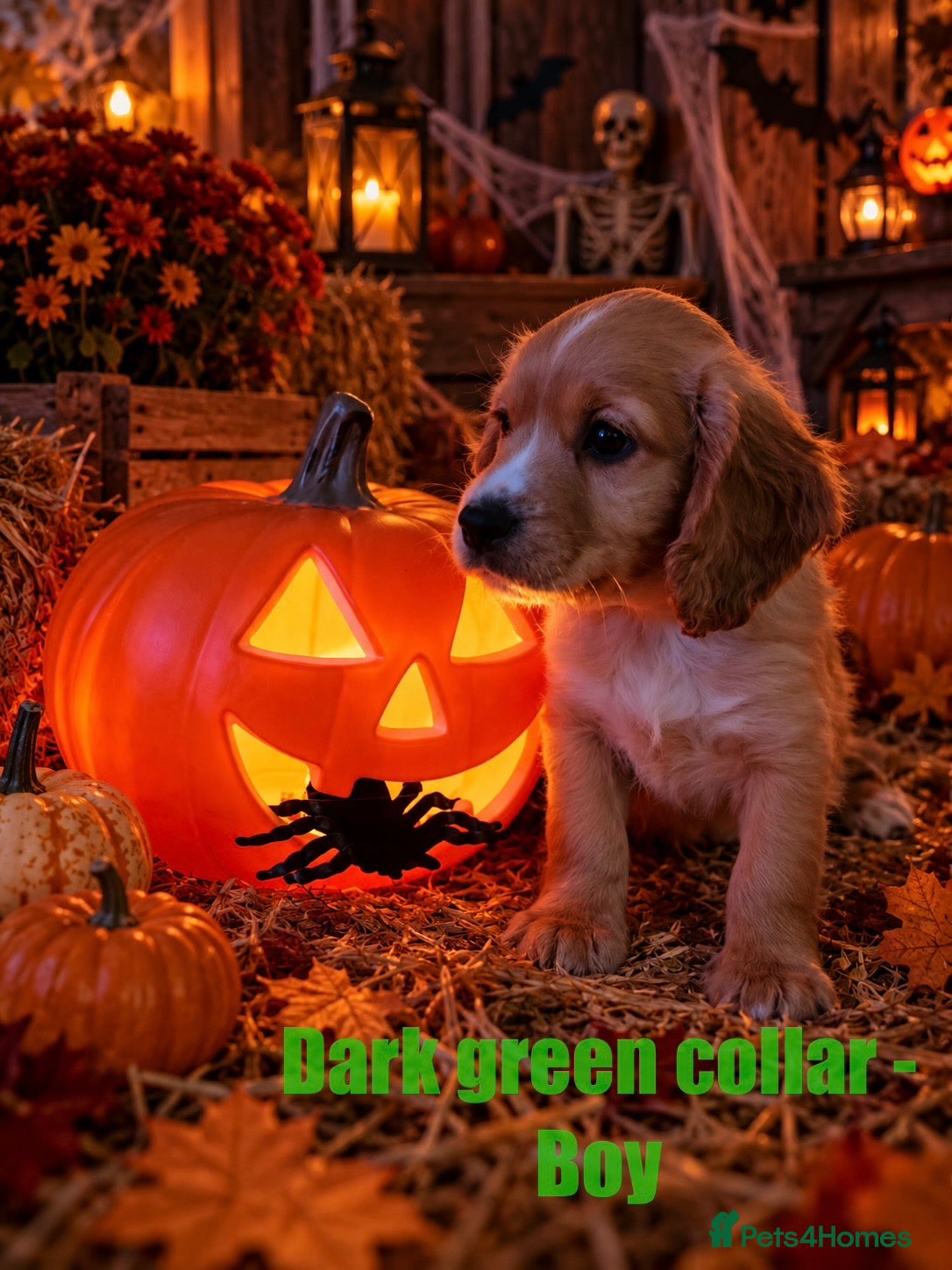 Cockapoo dogs Cockapoos  - Advert 18