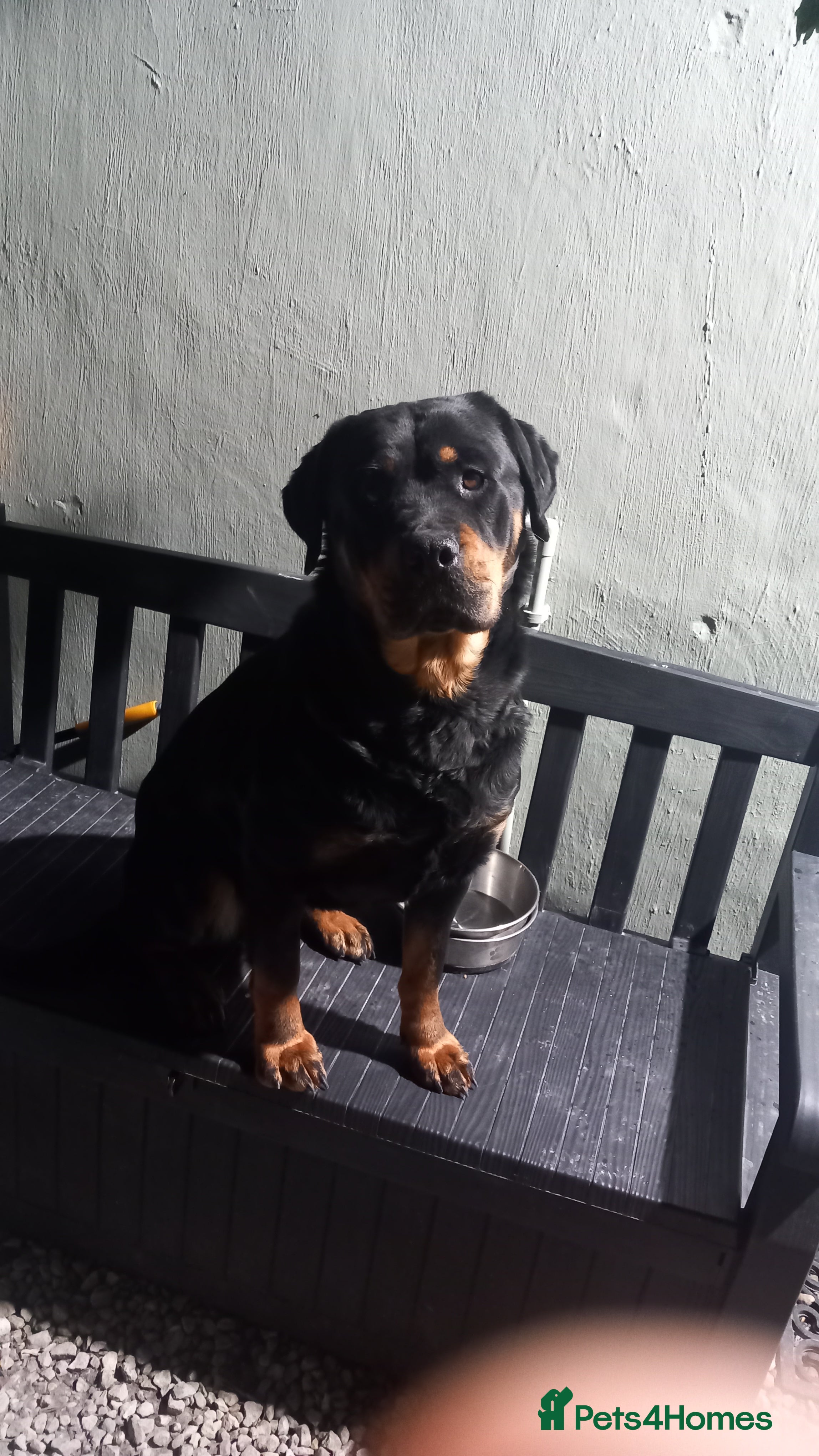 Rottweiler dogs Bear Mc Rottie  - Advert 1