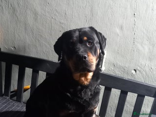 Rottweiler dogs Bear Mc Rottie - Advert 1