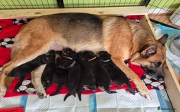 German Shepherd dogs for sale: German Shepherd  - Image 10