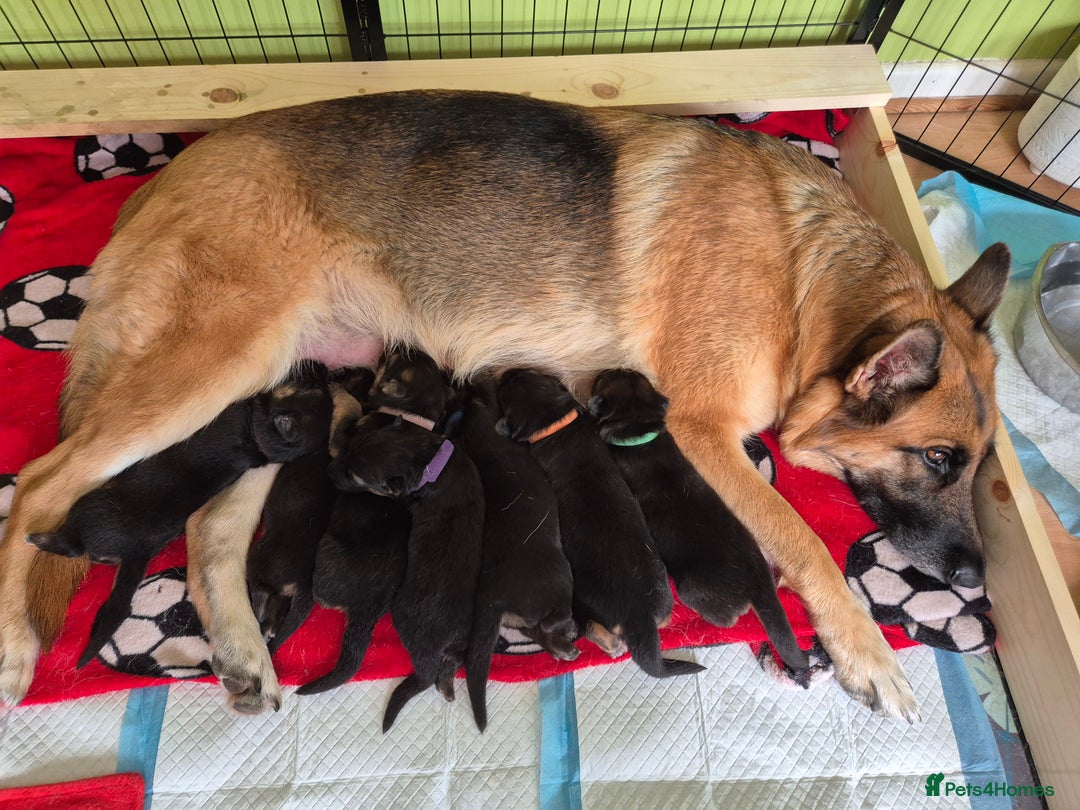 German Shepherd dogs for sale: German Shepherd  - Image 10